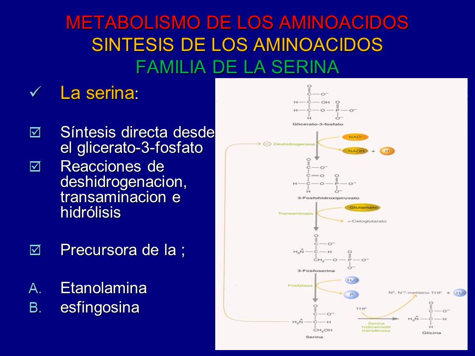 para que sirve el aminoacido serina para que sirve el aminoacido serina